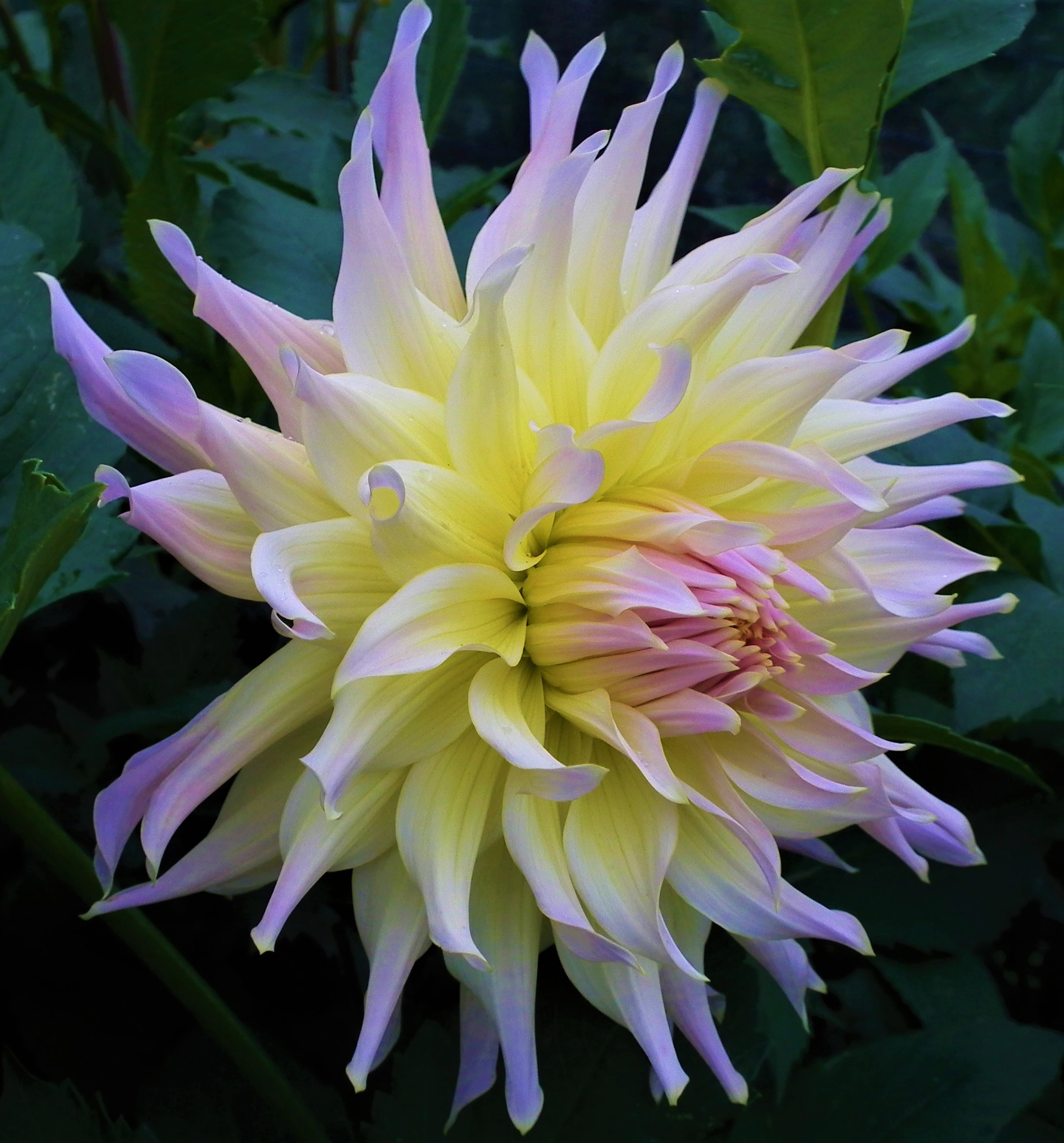 Dahlia Wyn's Farmer John